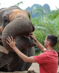 Thailand Elephant-1